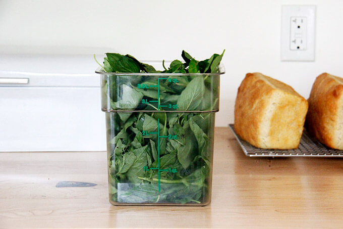 A 4-quart container filled with basil leaves. 