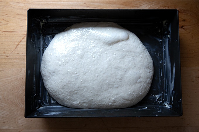 A proofed Detroit style pizza dough ball ready to be pressed to the edges.