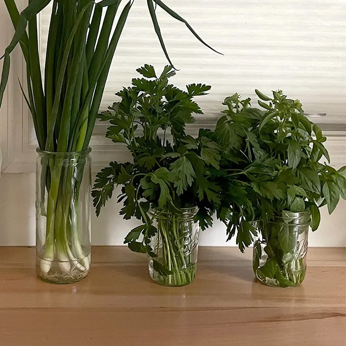 Herbs in glass jars on the countertop. 