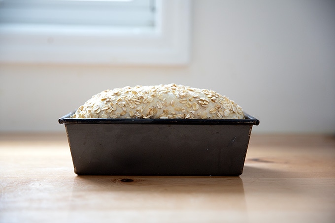 A loaf of oatmeal maple bread unbaked in its loaf pan, risen and ready for the oven.