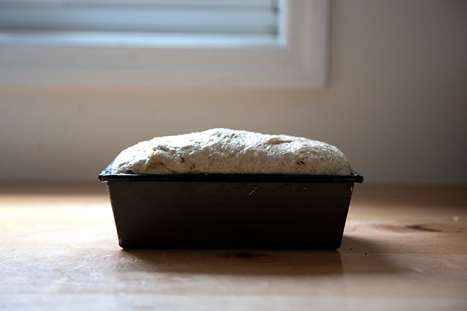 A rye loaf rising in a loaf pan.